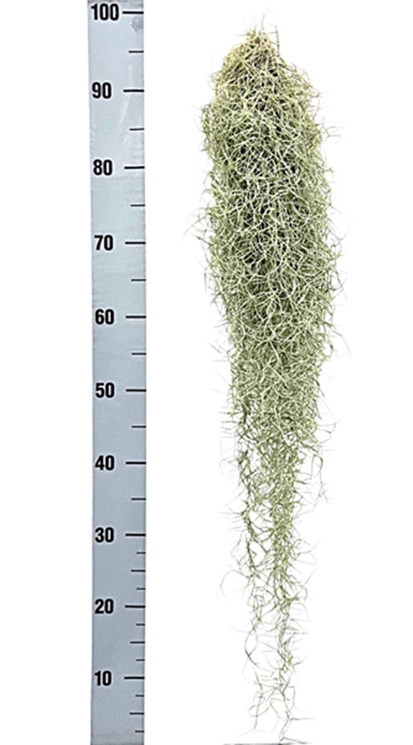 Tillandsia usneoides XXXL