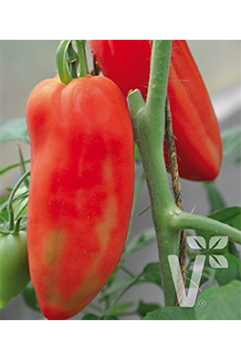 Solanum lycopersicum Andine Cornue veredelt