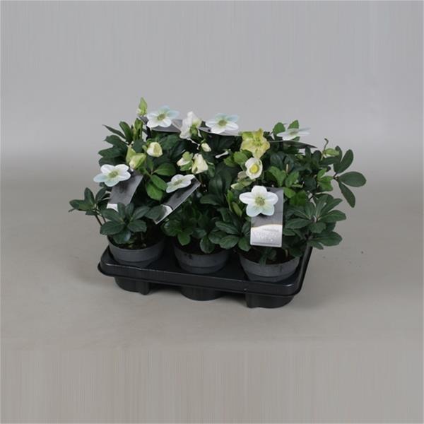 Helleborus niger Christmas Carol Xl