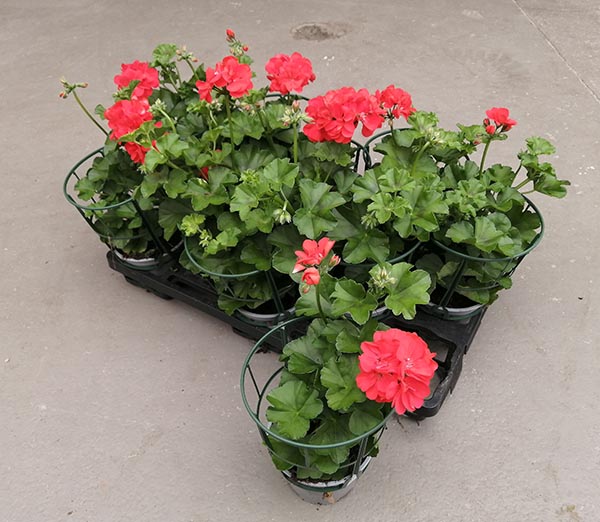 Pelargonium peltatum Rot Gefüllt