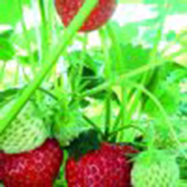 Fragaria ananassa Klettererdbeere