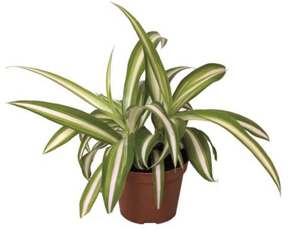 Chlorophytum comosum Variegata