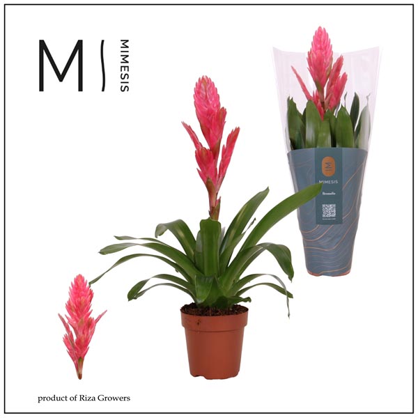 Vriesea hybrida Salima