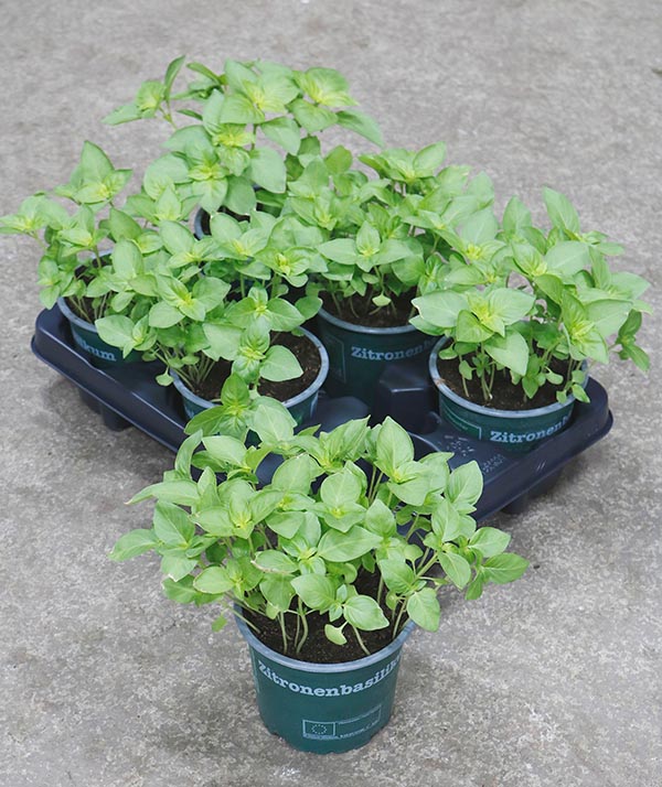 Ocimum basilicum Zitronenbasilikum Bio