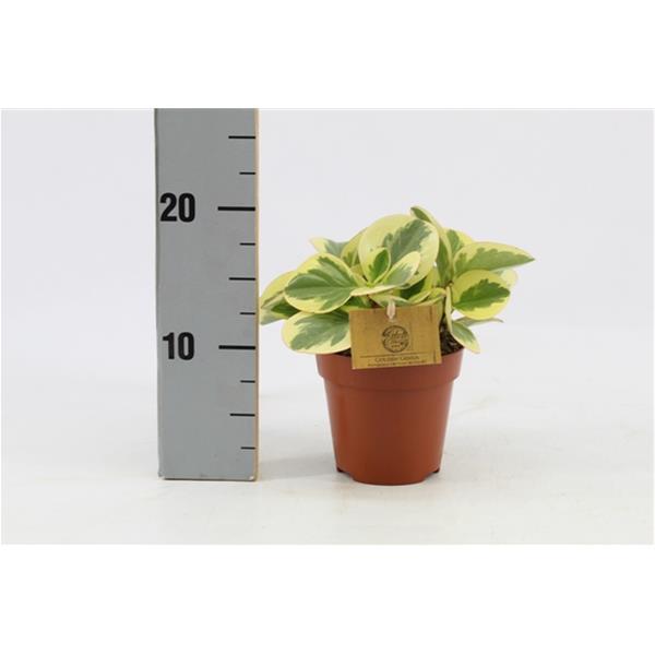 Peperomia hybrida Obtipan Bicolor