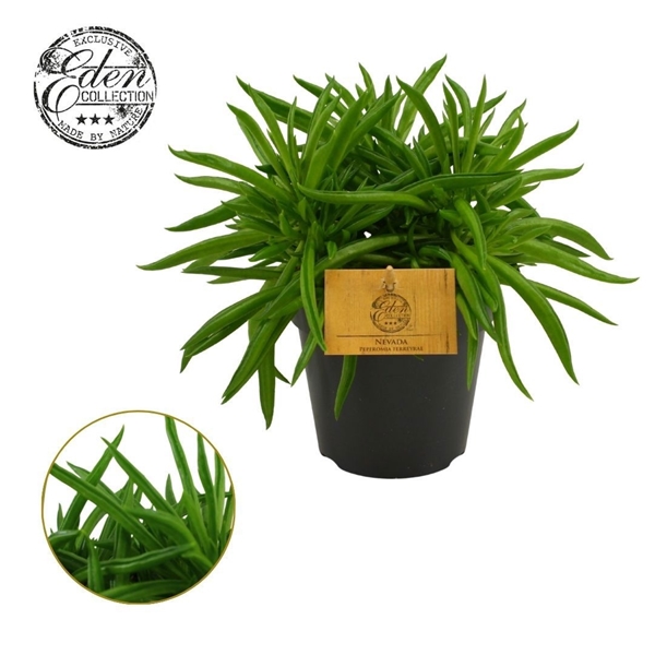 Peperomia hybrida Nevada