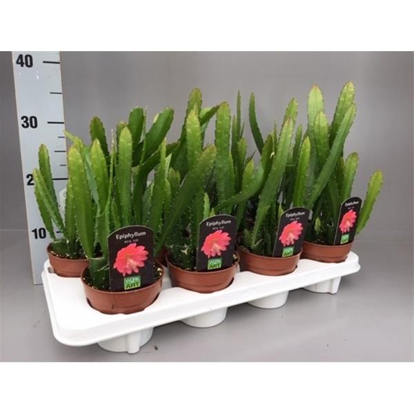 Epiphyllum anguliger Red Tip