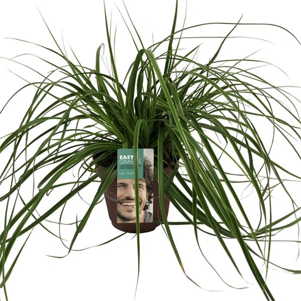 Carex oshimensis Everlime
