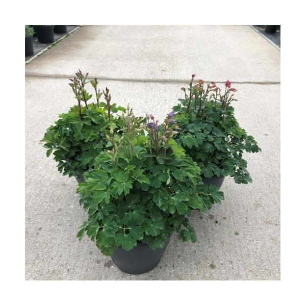 Aquilegia vulgaris Winky