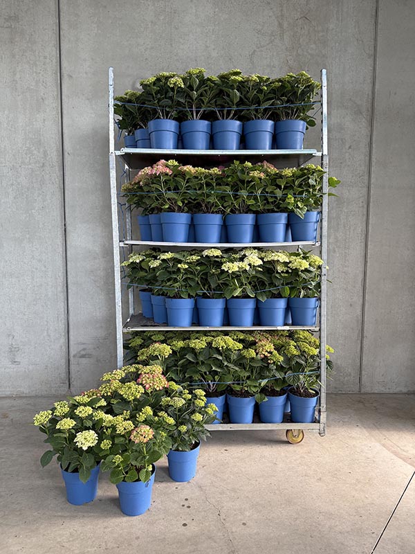 MIX-CC Hydrangea macrophylla