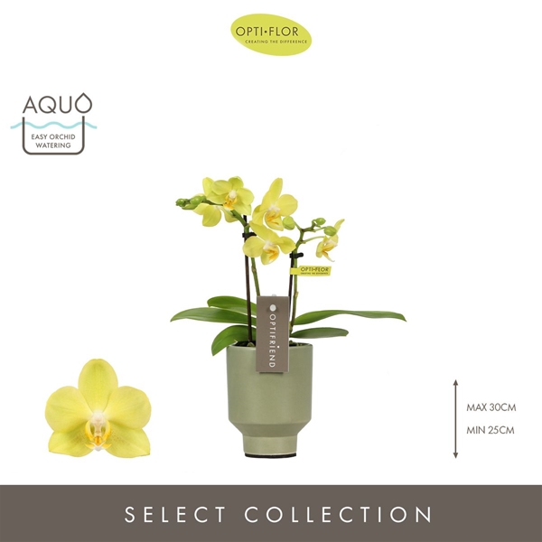 Phalaenopsis hybrida Vayenne In Emilia Green Aquo