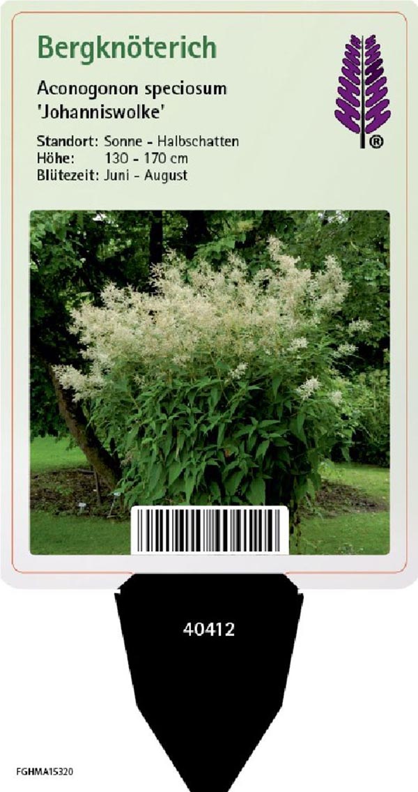 Aconogonon speciosum Johanniswolke