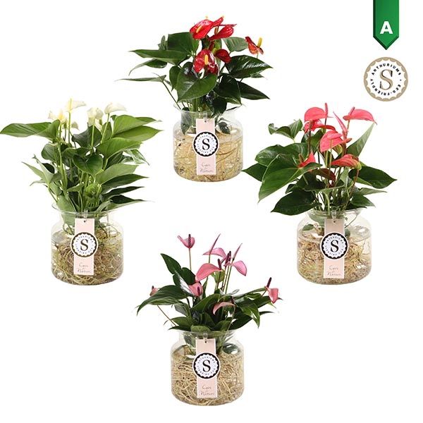 Anthurium andreanum Agua Roots Zierglas Mix