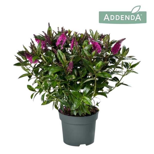 Hebe andersonii Donna