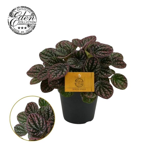 Peperomia caperata Lucinda