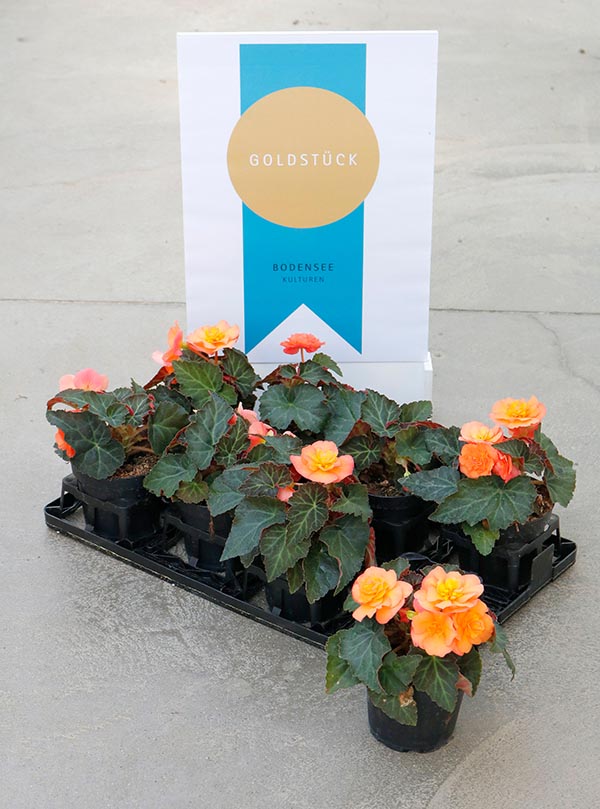 Begonia hybrida Peardrop