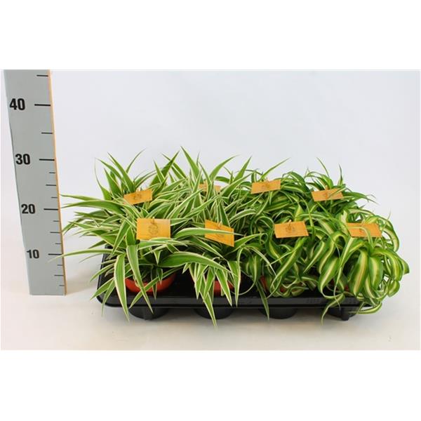 Chlorophytum comosum Mix