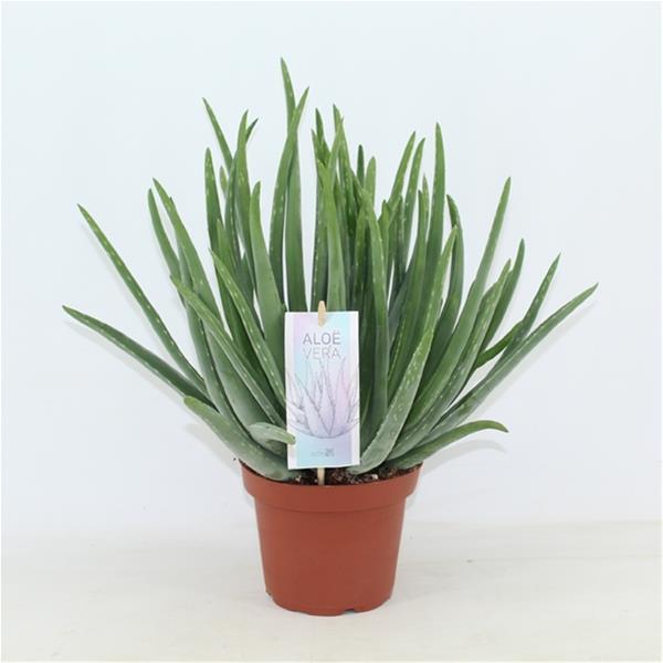 Aloe vera Barbadensis Verzweigt