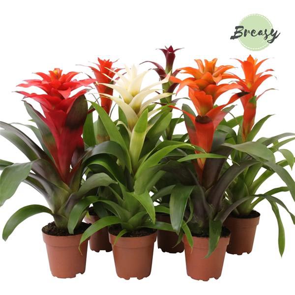 Guzmania hybrida Classic Mix