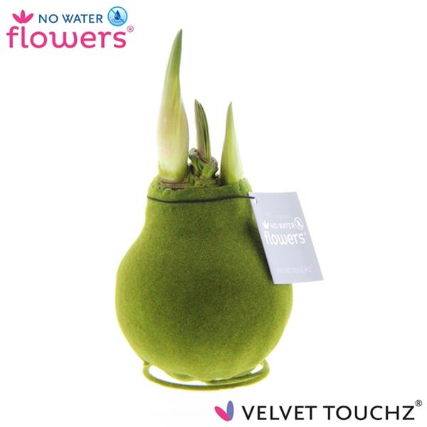 Amaryllis bella-donna Velvet Touch Moss Green R.B.