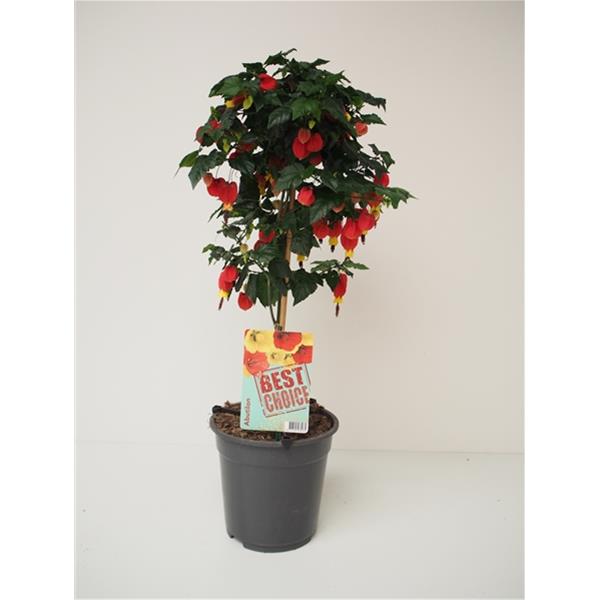 Abutilon hybrida Big Bell