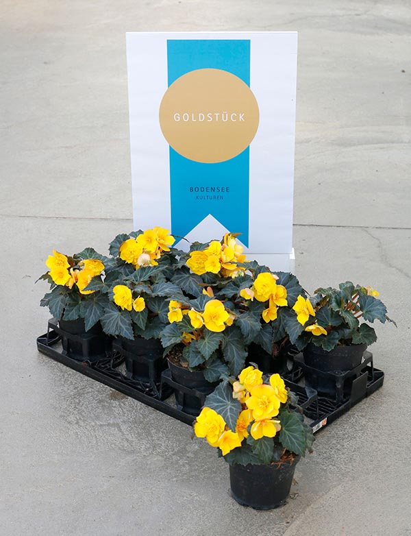 Begonia hybrida Goldfinch