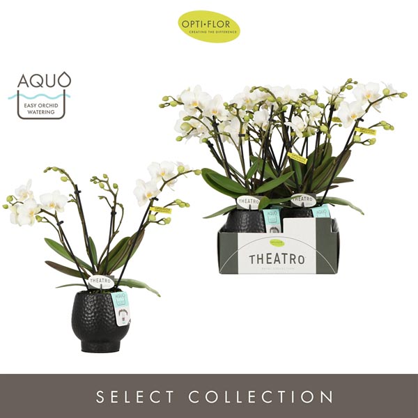 Phalaenopsis hybrida Theatro Funk In Abruzzo Black Aquo