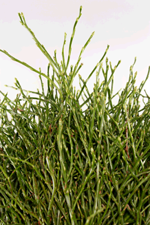 Schnitt. Heidelbeerzweige