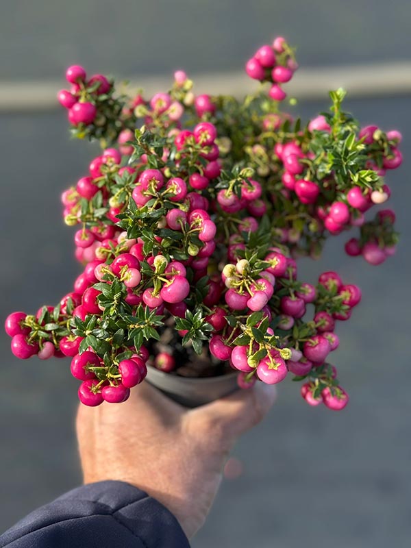Pernettya mucronata Rot