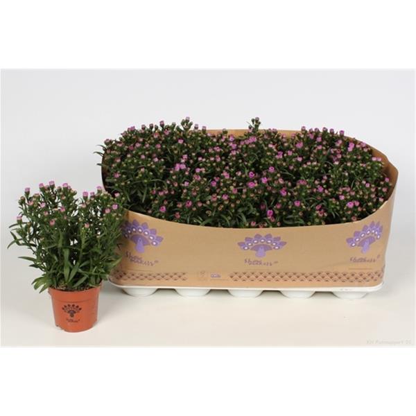 Aster novi-belgii Pink
