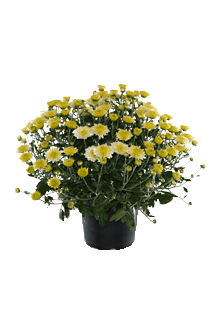 Chrysanthemum indicum Yahou Mix