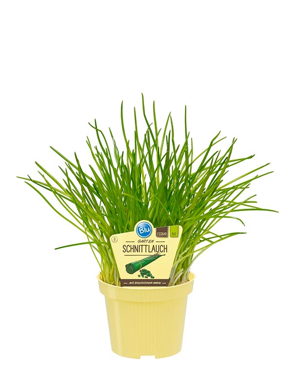 Allium schoenoprasum Bio-Gartenschnittlauch