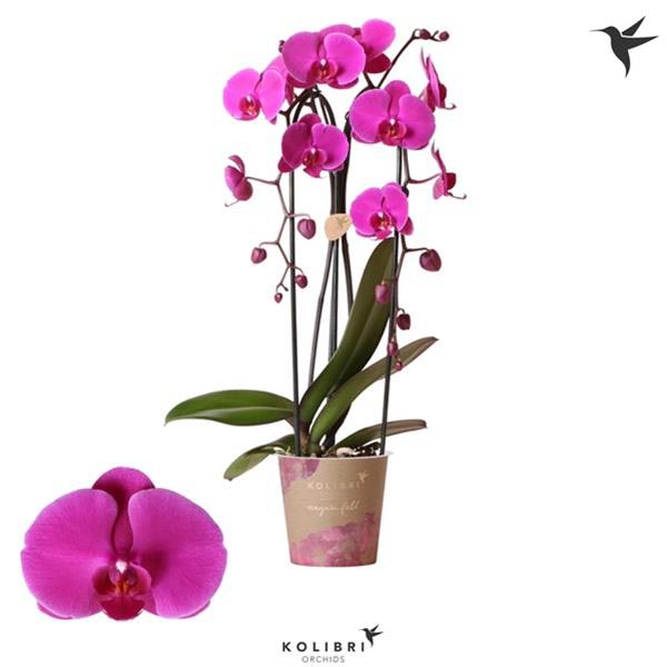 Phalaenopsis hybrida Cascade Free Ride
