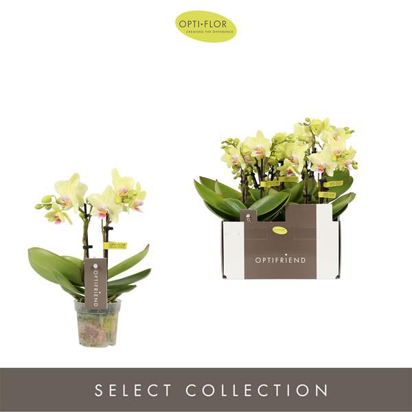 Phalaenopsis hybrida Lena