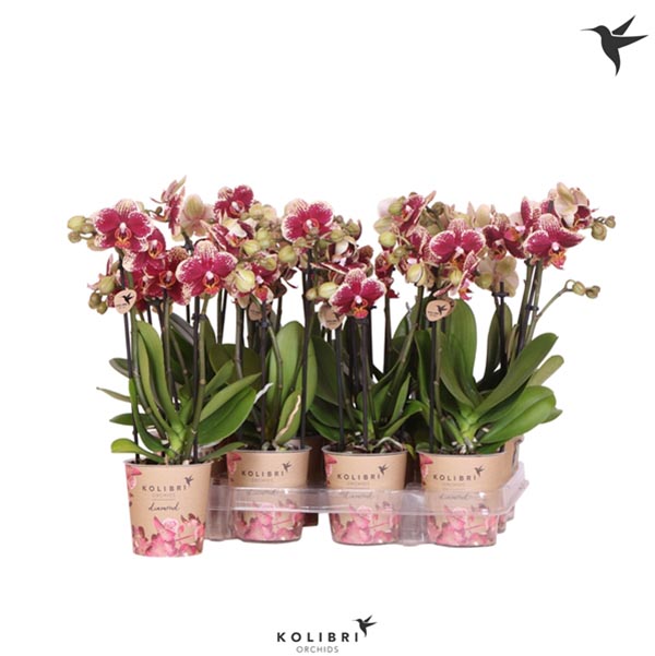 Phalaenopsis hybrida Multiflora Spotty