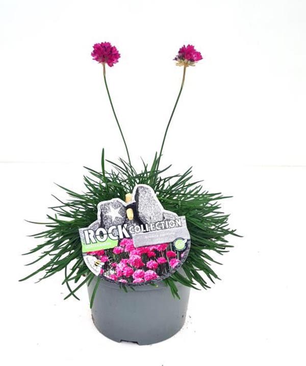 Armeria maritima Rosa