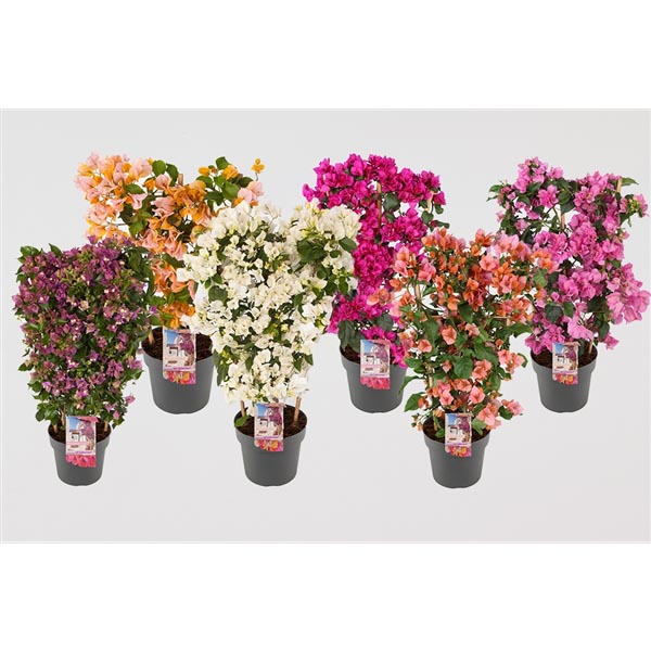 LG-PAKET Bougainvillea Spalier Mix