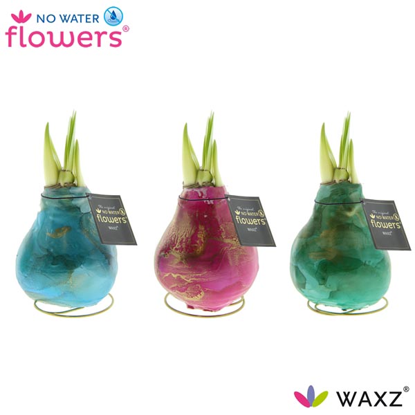 Amaryllis bella-donna Wax Univerz Saturnus R. B