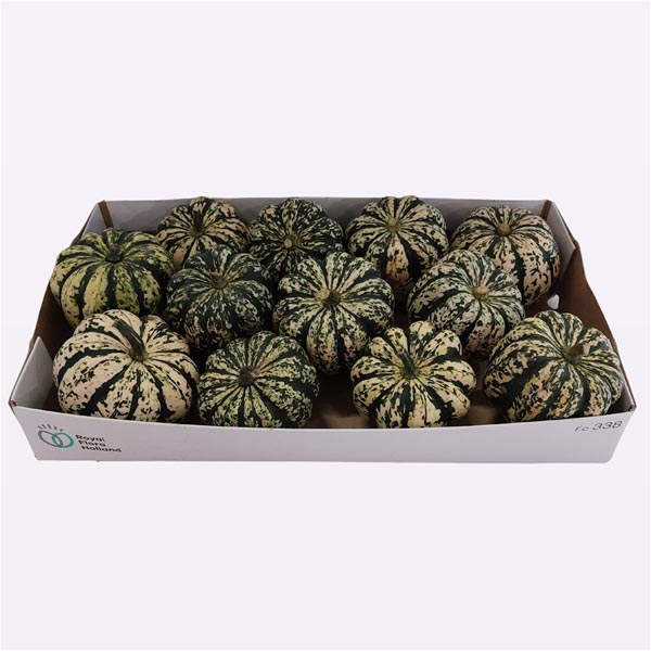Cucurbita pepo Kürbis Heart Of Gold