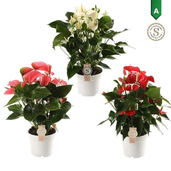 Anthurium andreanum Mix