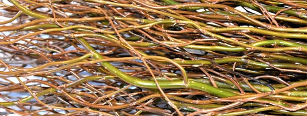 Schnitt. Korkenzieherweide Grün