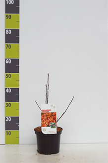 Amelanchier lamarckii