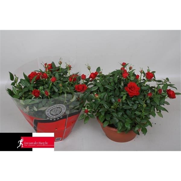Rosa hybrida Rot