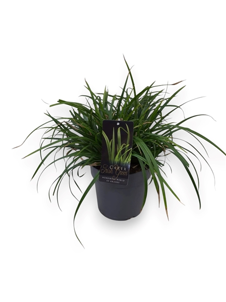 Carex morrowii Irish Green