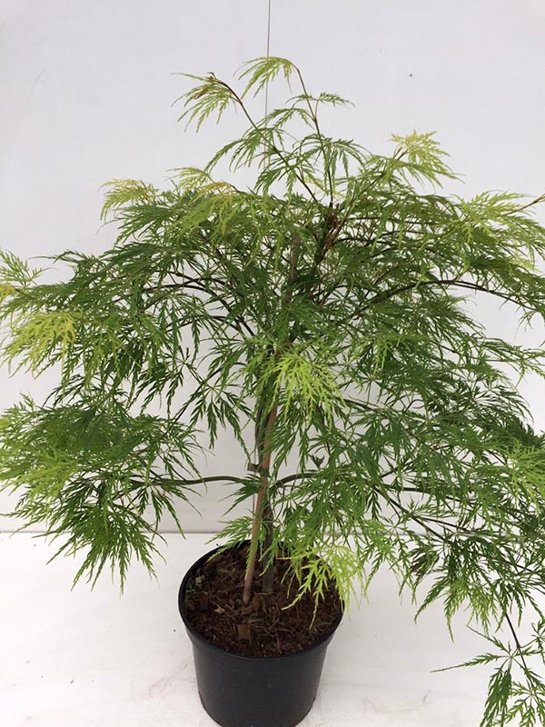 Acer palmatum Dissectum