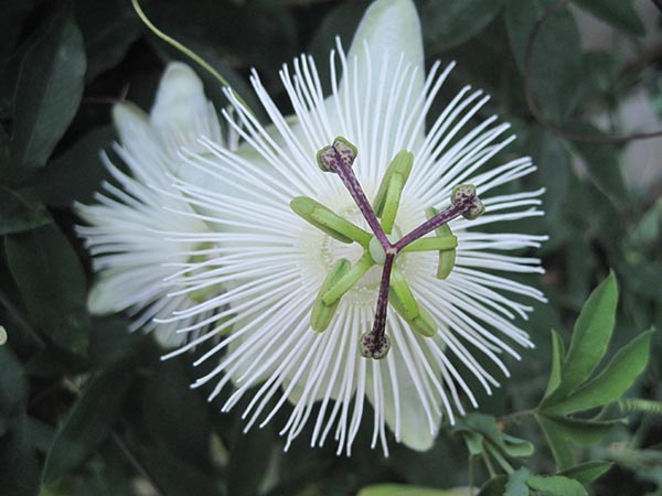 Passiflora caerulea Snow Queen