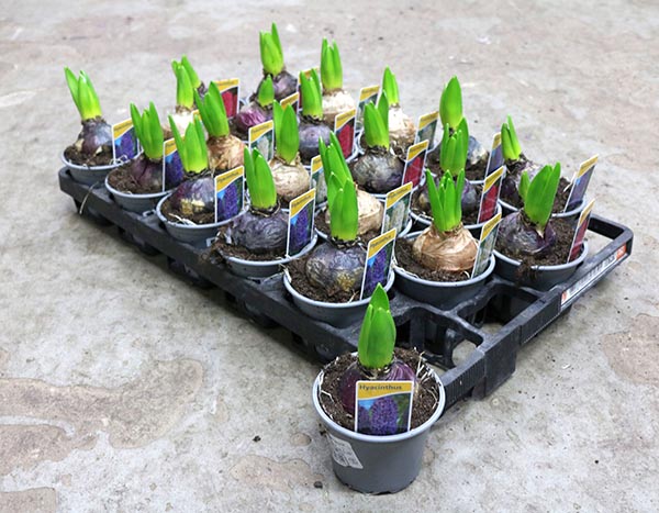 Hyacinthus orientalis Mix