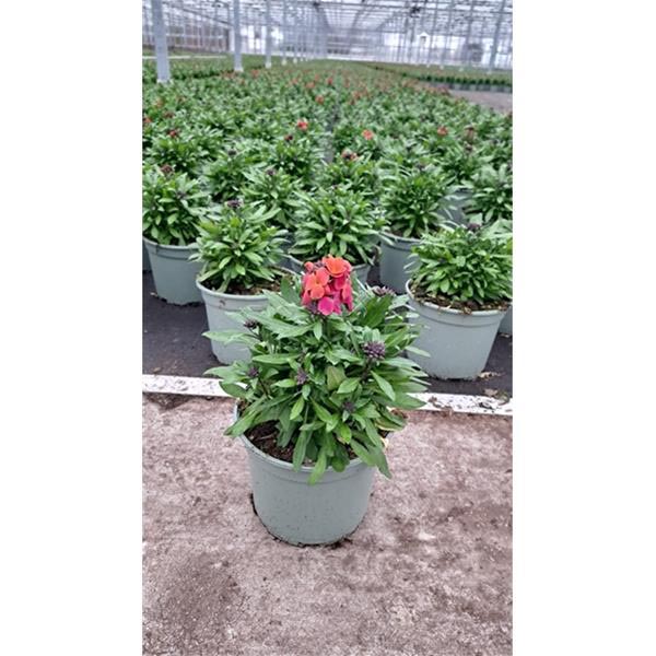 Erysimum cheiri Orange Glow