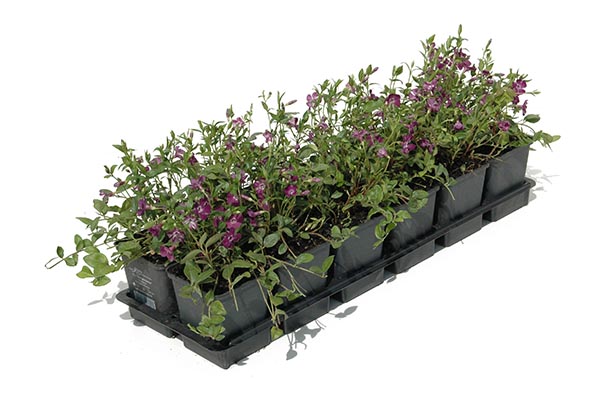 Vinca minor Atropurpurea