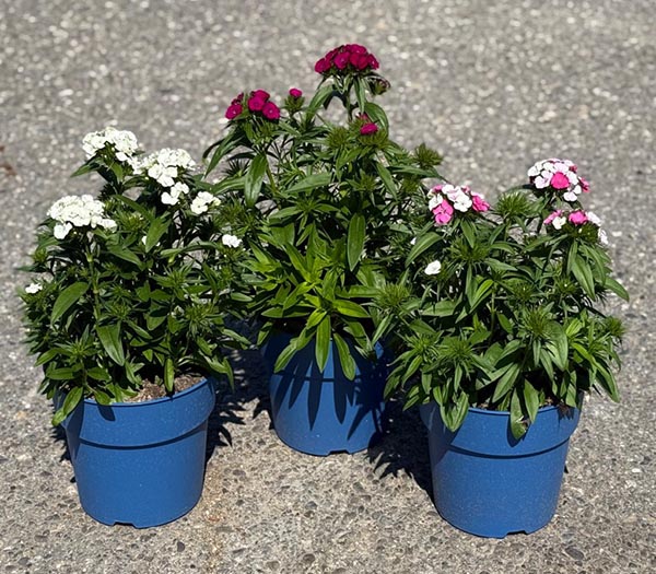 Dianthus barbatus Mix